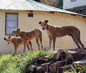 Roedel village dogs