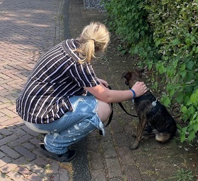 Buitenlandse hond