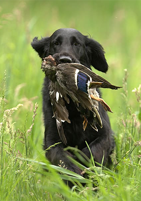 Werklijn Flatcoated retriever