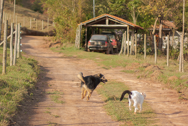 Hond jaagt op katten