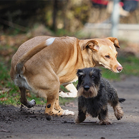 Losloopgebied voor honden