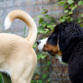 Honden begroeten elkaar