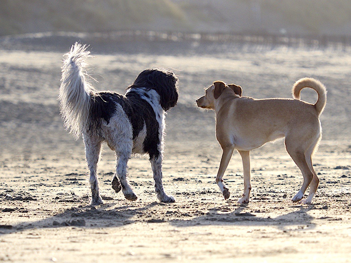 Ontmoeting tussen 2 honden