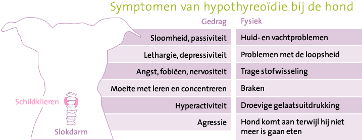 Symptomen traag werkende schildklier