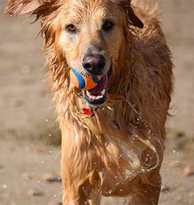 Supplementen voor honden