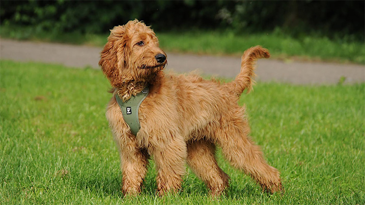 Labradoodle