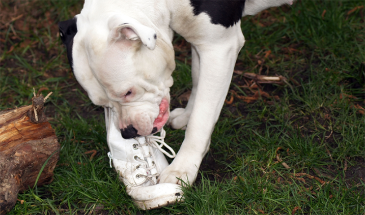 Hond wil schoen niet los laten