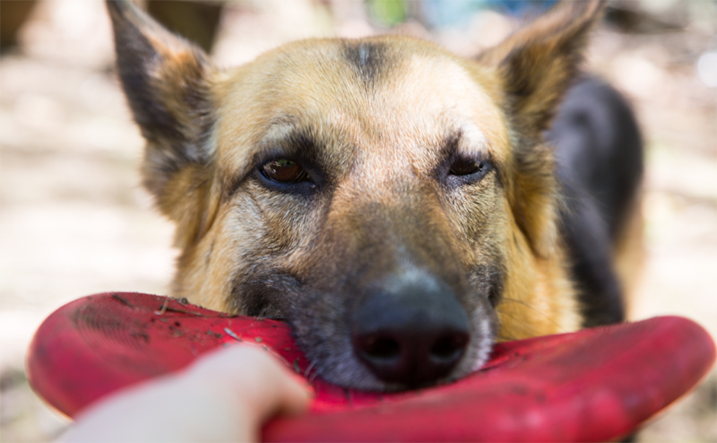 Hond wil niet los laten