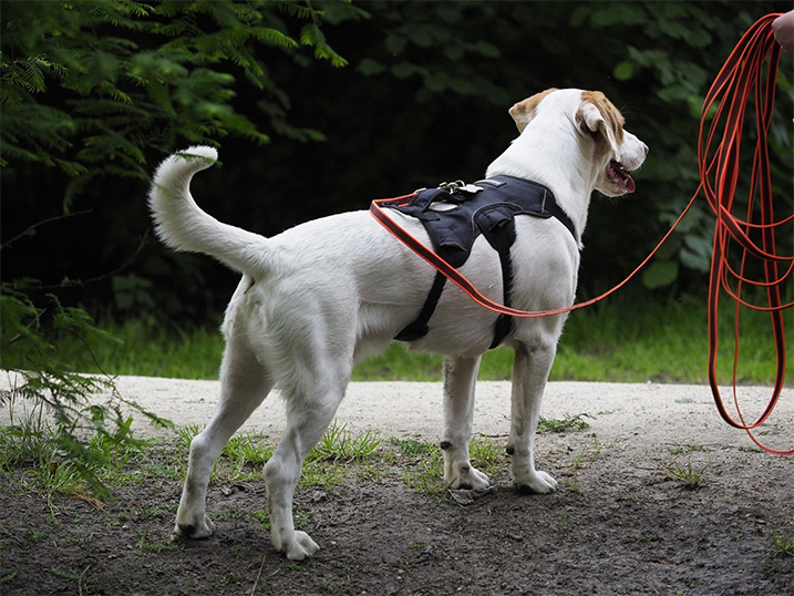 Aangelijnde hond