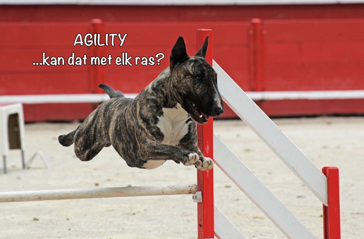 Agility hond