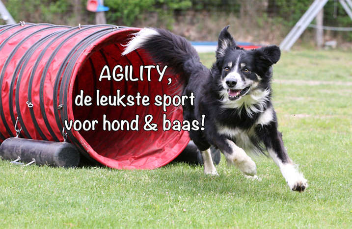 Agility hondensport