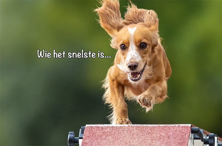 Behendigheid hond