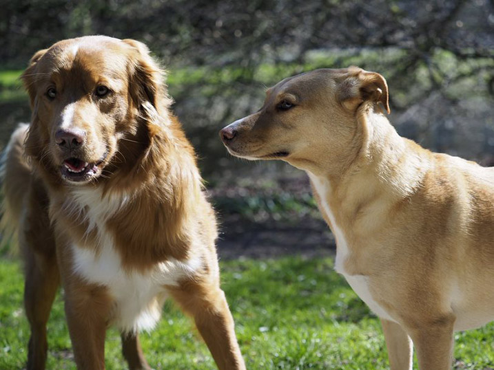 Niet alle honden willen contact