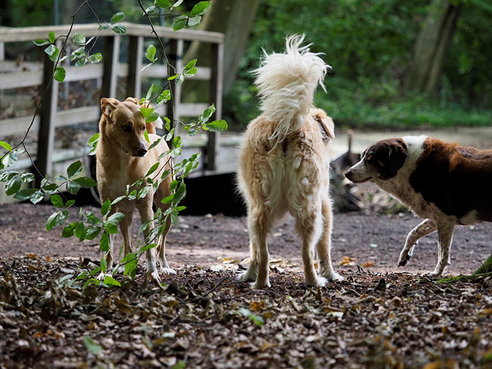 Ontmoeting tussen honden