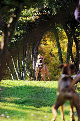 Ontmoeting tussen honden