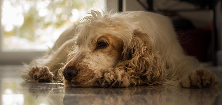 Depressieve hond