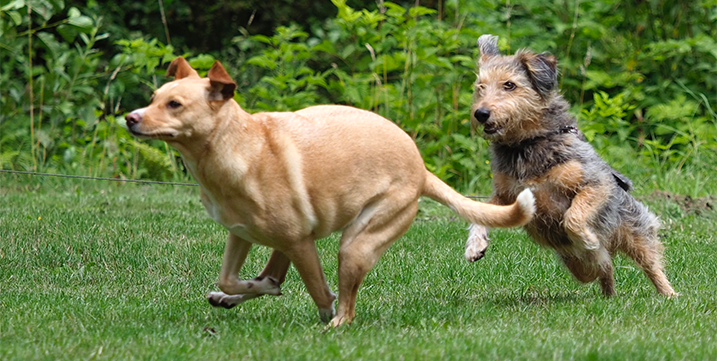 Rennende honden