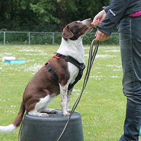 Een hond kan niet 2 verschillende gedragingen tegelijk