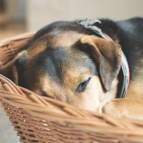 Hond heeft voldoende rust nodig