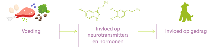 Voeding heeft invloed op neurotransmitters en hormonen 