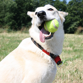 Ballen gooien voor je hond