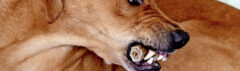 Agressieve hond