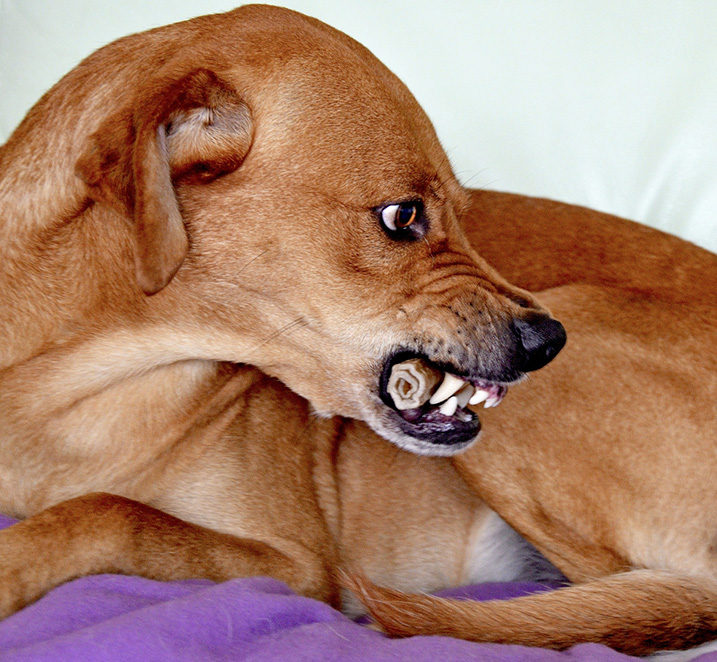 Agressieve hond