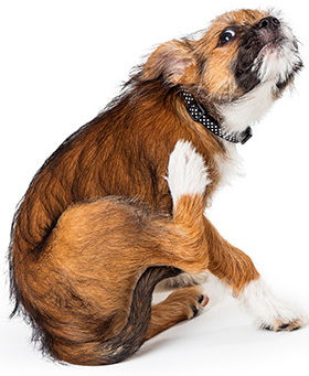 Hond met voedselallergie