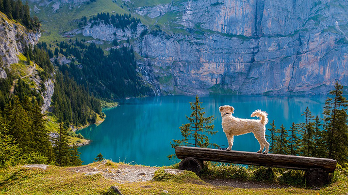 Hond mee op vakantie