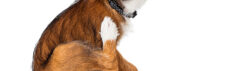 Hond met voedselallergie
