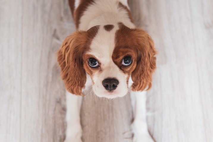 Cavalier king Charles spaniel