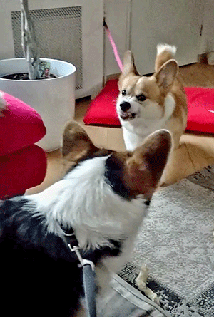 Honden vechten in huis