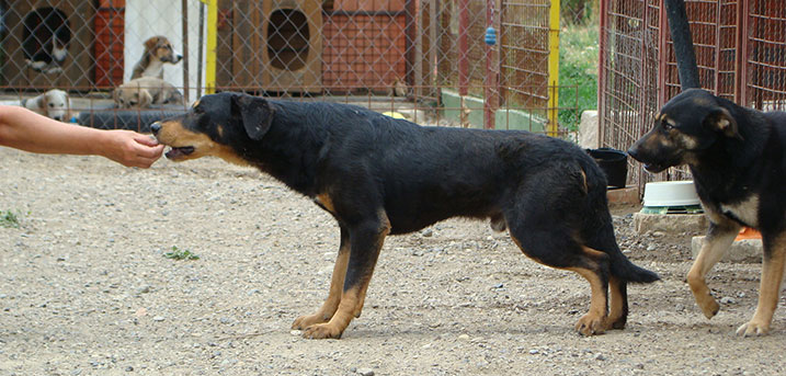 Buitenlandse hond in shelter