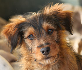 Buitenlandse hond