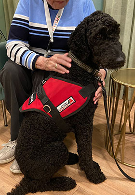 Therapie hond