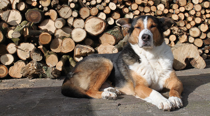 Hond uit het buitenland