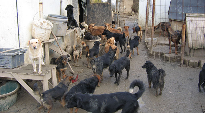 Honden in buitenlandse opvanglocatie