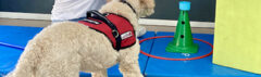 Therapiehond spiegelspel