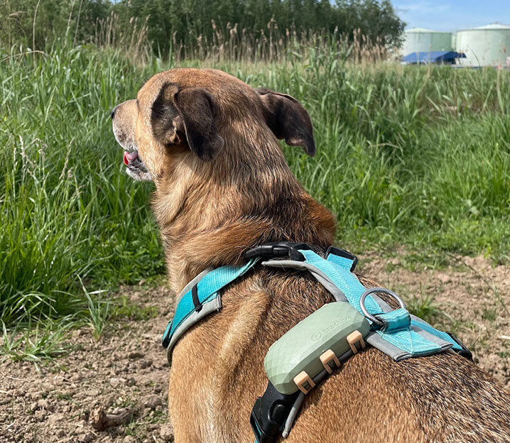 Bowie met Tractive GPS tracker