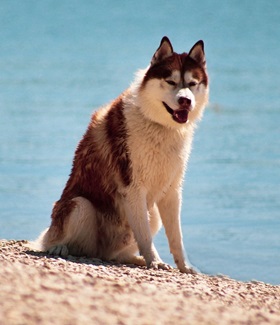 Hond op het strand