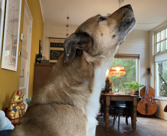 Huilen als een wolf
