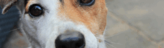 Gelukkige hond