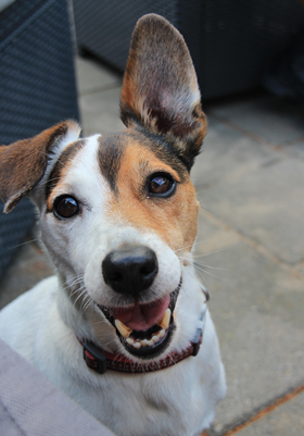 Gelukkige hond