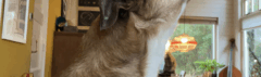 Hond huilt