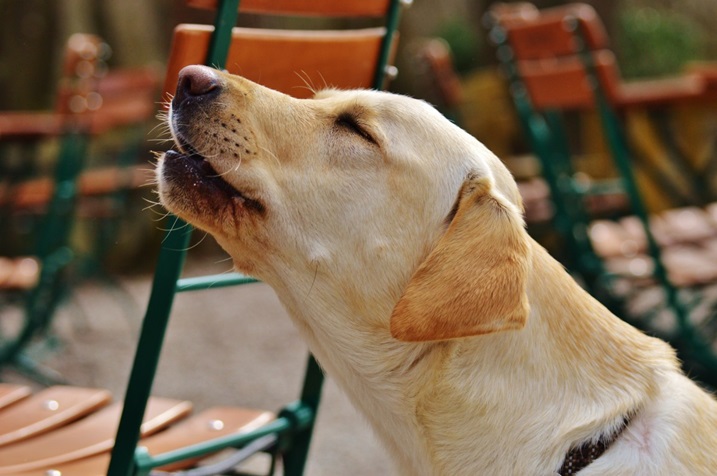 Hond huilt