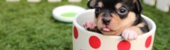 Minihondje