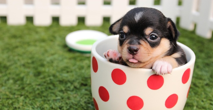 Minihondje