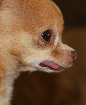 Chihuahua tong eruit