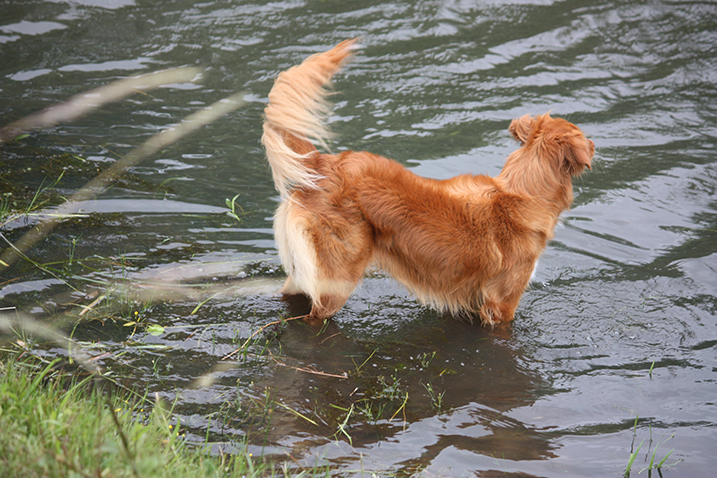 Hond in water