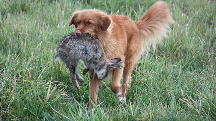 Hond met haas